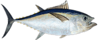 bigeye tuna