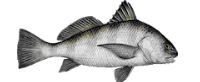 black drum