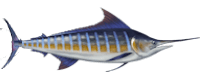 blue marlin