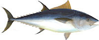 bluefin tuna