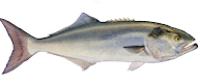 bluefish