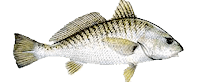 croaker