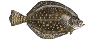 flounder