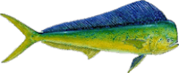 mahi