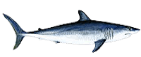 mako shark