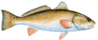 red drum