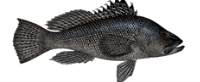 black sea bass