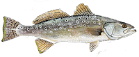 speckled trout