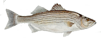 striped bass