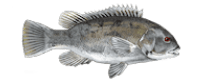tautog