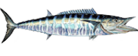 wahoo