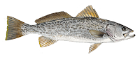 weakfish