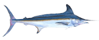 white marlinr