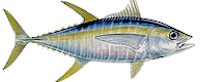 yellowfin tuna